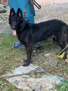 black German Shepherd