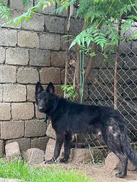 black German Shepherd 1