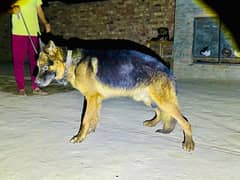 German shepherd male Dog