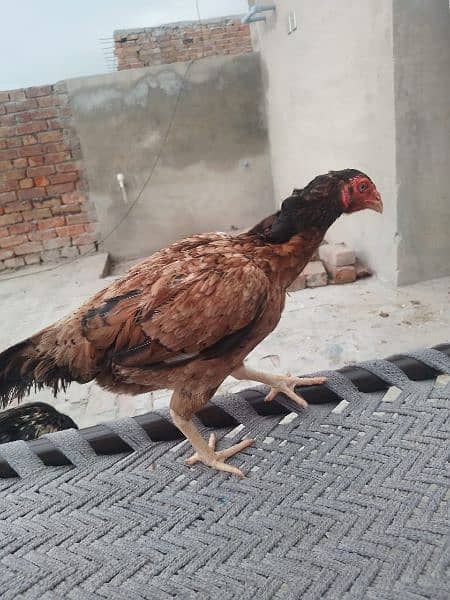 Aseel Hens Mianwali Breeder Kurak Murghian 3