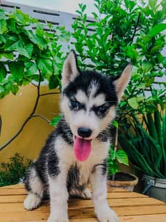 Siberian husky puppy for sale 0