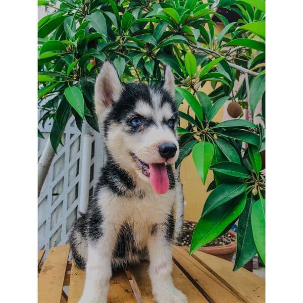 Siberian husky puppy for sale 2