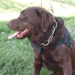 Chocolate Labrador for Sell. Contact# 03012363000