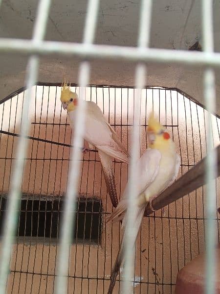 active pair breeding 3 bar kar choka he 3