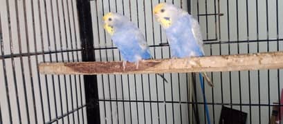 Voilet Rainbow budgies/Australian