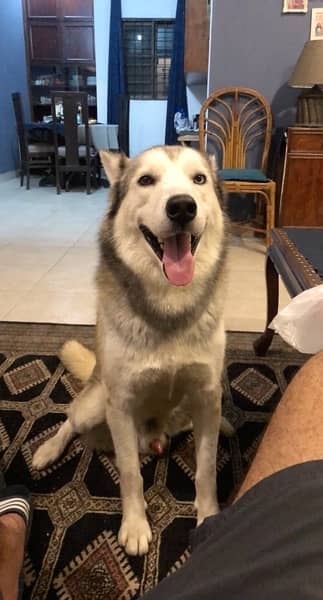 male husky for sale 2