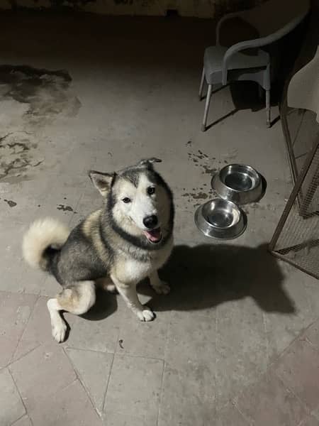 male husky for sale 3