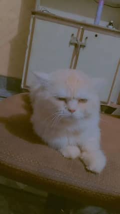 Persian cat triple coated about 1 years light brown/white colour