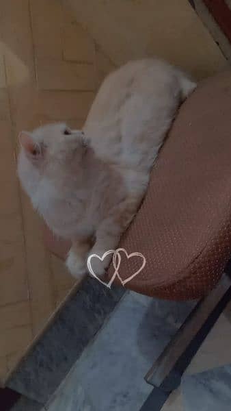 Persian cat triple coated about 1 years light brown/white colour 1