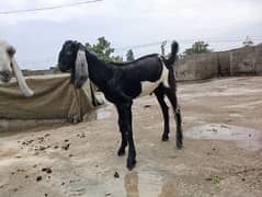 achi kimat par bakra kharida