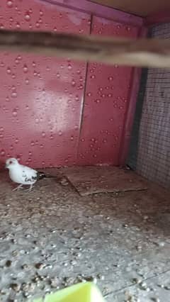 diamond pied dove for sale urgent