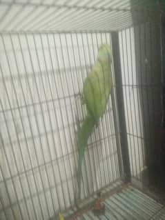 parrot