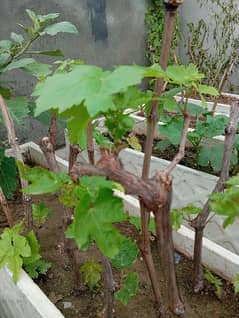 Grapes Plant