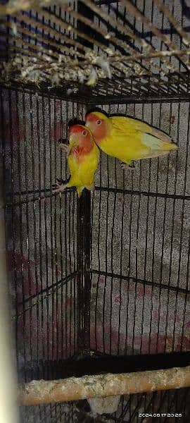 beautiful bajri parrots and love birds for sale 12