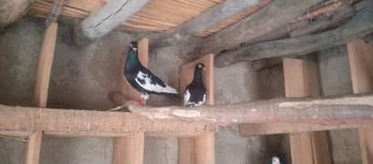 fancy pigeon urgent for sale ,