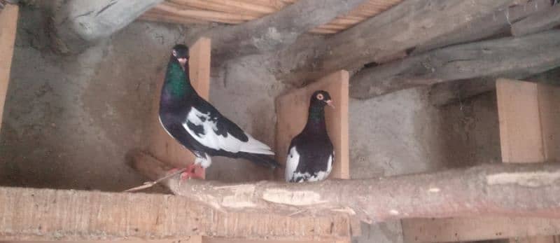 fancy pigeon urgent for sale , 1