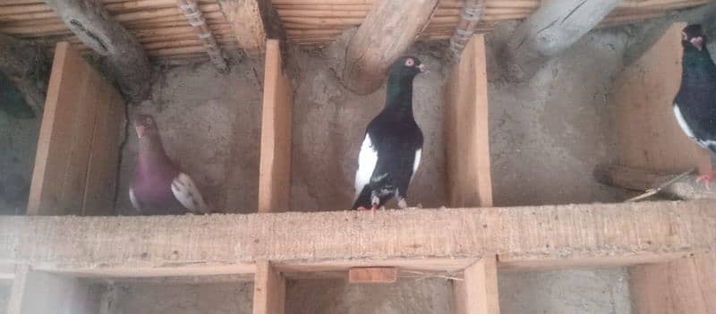 fancy pigeon urgent for sale , 2