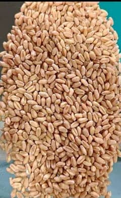 Desi Wheat