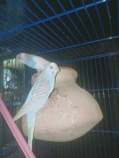 I want sell my tow beutyfull pair ready for eggs 0