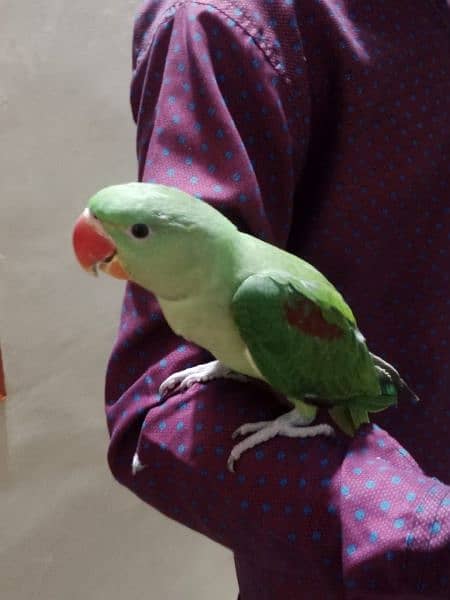 Kashmiri Pahari chicks, 0