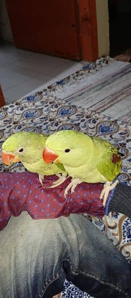 Kashmiri Pahari chicks, 2