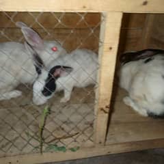 Rabbits male and female 0