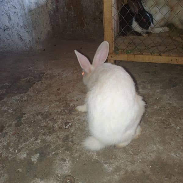 Rabbits male and female 3