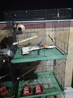 parrots cage