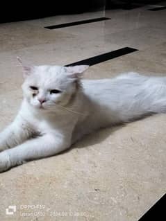 Urgent Sale white persian cat