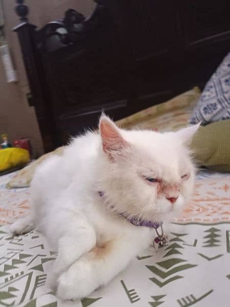 Persian cat with two kittens 1