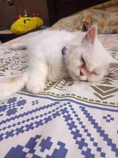 White Persian Cat carrying kittens