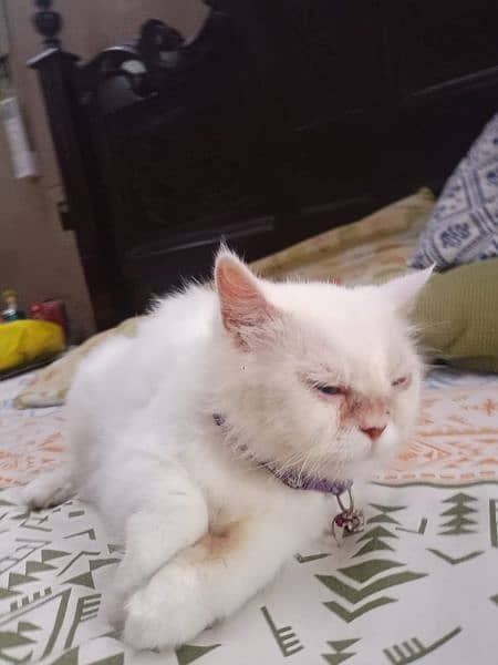 White Persian Cat carrying kittens 1