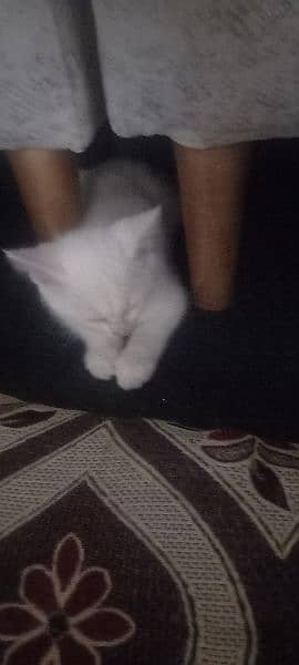 semi-Persian kitten 1.5 months old 3