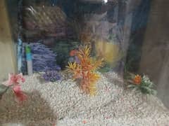 Fish aquarium