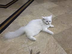 Persian cat baby 4 months old