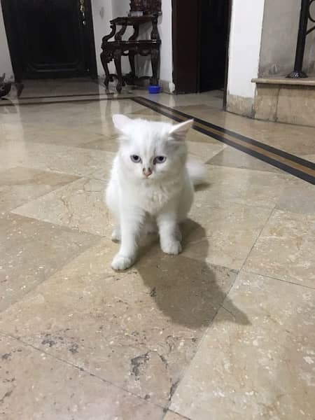 Persian cat baby 4 months old 2