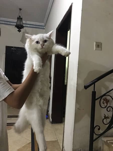 Persian cat baby 4 months old 3