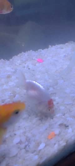 Rencho goldfish 0