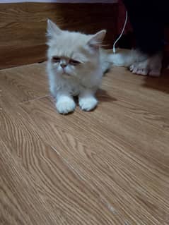 Persian Kitten for sale