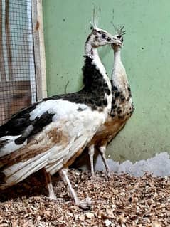 white pied peacocks