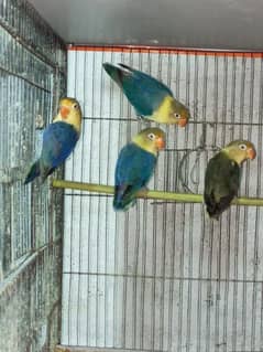 parblue split ino male/female  breeder pair