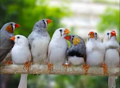 Under Size Finches