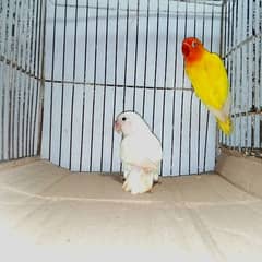 breeder pair lutino red eyes x albino split