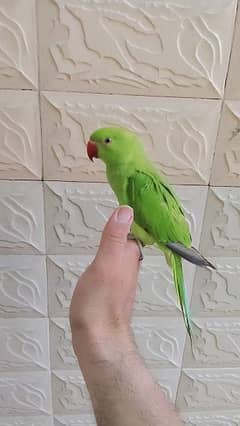 GREEN RINGNECK HANDTAME PARROT