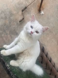 8 months kitten for sale