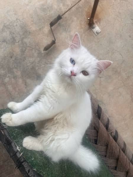 8 months kitten for sale 0