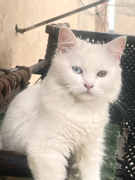 8 months kitten for sale 7