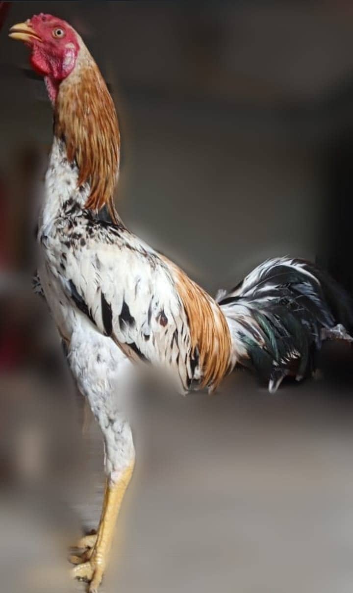 ASEEL&MUSHKA CHICKS SETUP FOR URGENT SALE(ALL BREEDS HAI) 14