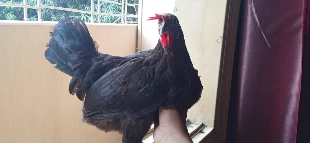 ASEEL&MUSHKA CHICKS SETUP FOR URGENT SALE(ALL BREEDS HAI) 10