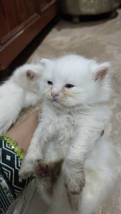 3pple coated persian kitten